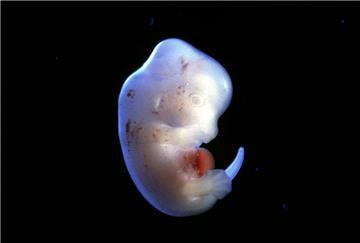 Mit solchen Rattenembryos wollen die japanischen Forscher künftig Organe mithilfe menschlicher Stammzellen
züchten. Wissenschaftlicher Fortschritt oder ethischer Verstoß?