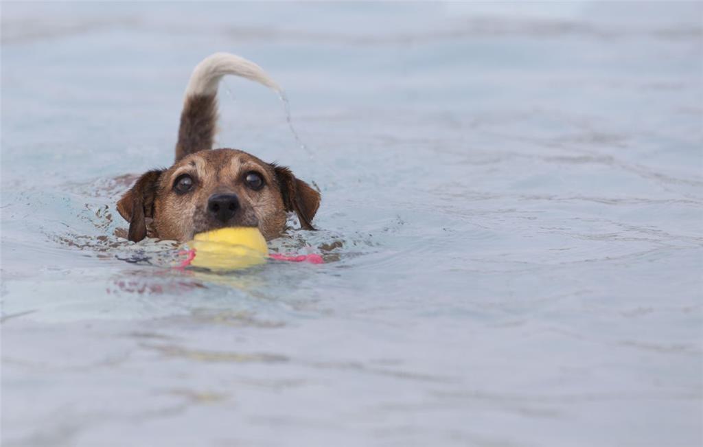 Mit Spielzeug macht das Baden im Watt&apos;n Bad gleich noch mehr Spaß:.