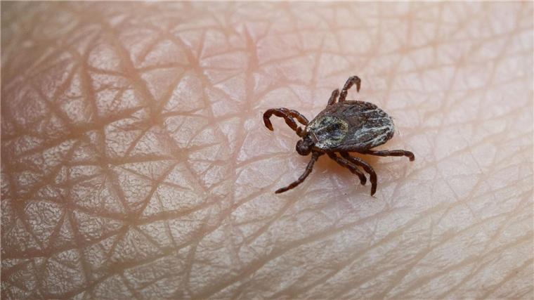 Landesgesundheitsamt rechnet mit FSME-Ausbreitung Mit steigenden Temperaturen nimmt die Zeckengefahr wieder zu. (Archivbild)
