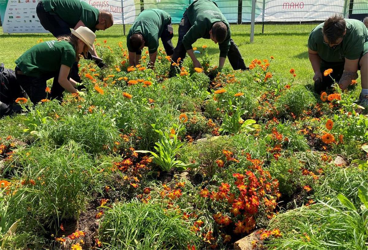 Mitarbeitende eines Gartenbaubetriebs pflanzen sommerliche Gewächse wie Goldmarie, Mädchenauge und Ringelblumen.