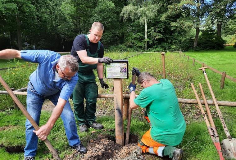 Hier könnt ihr Fledermäuse beim Fressen beobachten Mitarbeiter des Gartenbauamtes beim Aufstellen des Infoschildes vor der Blühfläche im Bürgerpark.