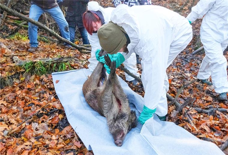 Cuxland-Jäger sind auf Seuche vorbereitet Mitarbeiter eines Veterinäramtes in Sachsen bergen während einer Übung ein totes Wildschwein. Auch im Cuxland ist das Verhalten beim Ausbruch der Afrikanischen Schweinepest geübt worden.