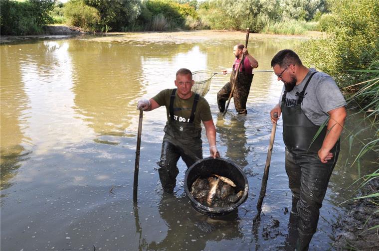 Fischsterben in der Marsch: Fischer starten Rettungsaktionen Mitglieder des Butjadinger Fischereivereins haben am Donnerstagnachmittag tote Fische aus einem Teich im Seenpark III in Nordenham geborgen.
