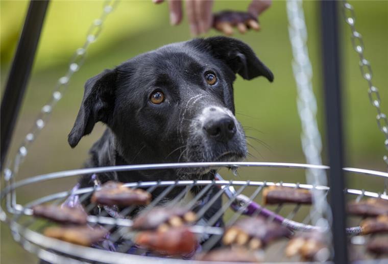 PETA grillt Hund! Drastische Protestaktion in Berlin sorgt für Aufschrei Ein Hund schaut auf einen Grill, auf dem Leckerchen für Hunde liegen.