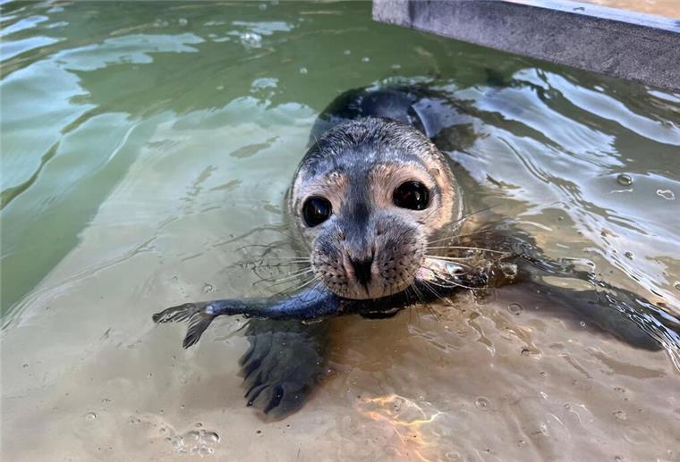 Mittlerweile schnappt er allein nach dem Fisch...