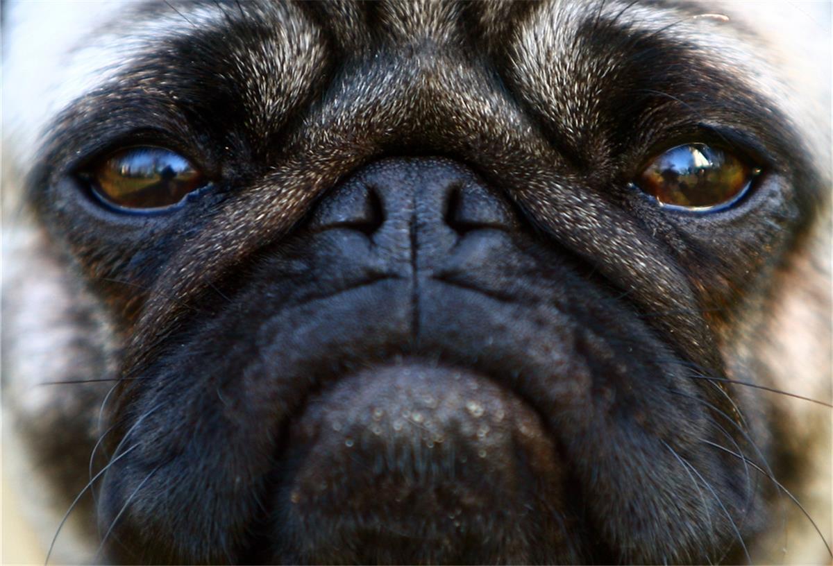 Land Bremen bekommt Tierschutzbeauftragten Möpse mit kurzer Schnauze und Glupschaugen sind bei Hundefreunden beliebt. Doch das Leid der Tiere durch extreme Zucht ist groß. Der oder die Tierschutzbeauftragte des Landes Bremen soll sich auch mit dem Thema Qualzucht befassen.