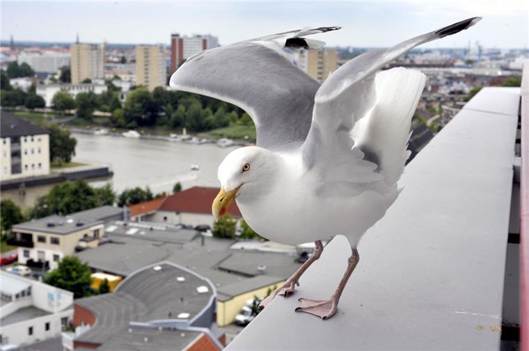 Möwen dürfen in Bremerhaven nicht gefüttert werden, das wissen nur viele Menschen nicht.