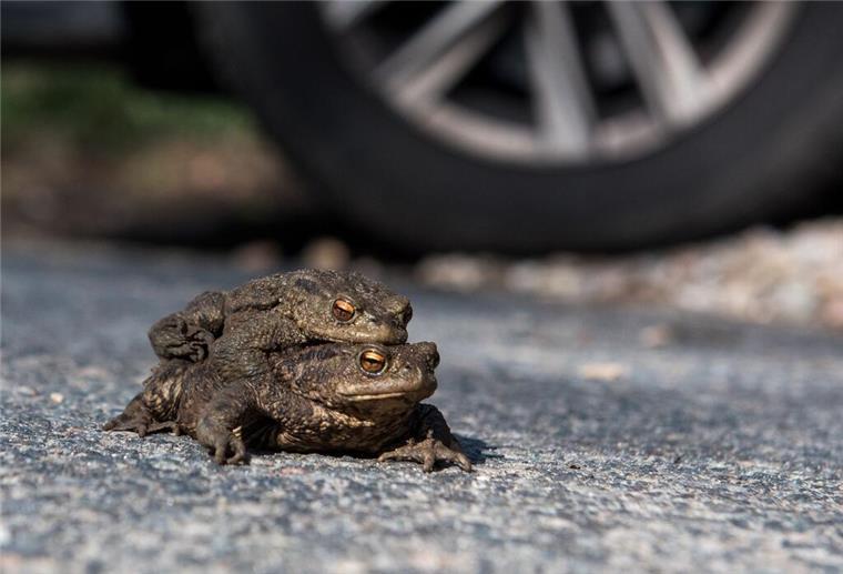 Amphibien in Gefahr: Warum jetzt Rücksicht auf den Straßen wichtig ist ARCHIV - Ein Kröten-Pärchen sitzt auf einer Straße vor einem Autoreifen. Foto: Daniel Bockwoldt/dpa/Archivbild