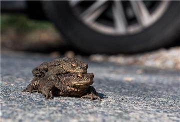 ARCHIV - Ein Kröten-Pärchen sitzt auf einer Straße vor einem Autoreifen. Foto: Daniel Bockwoldt/dpa/Archivbild