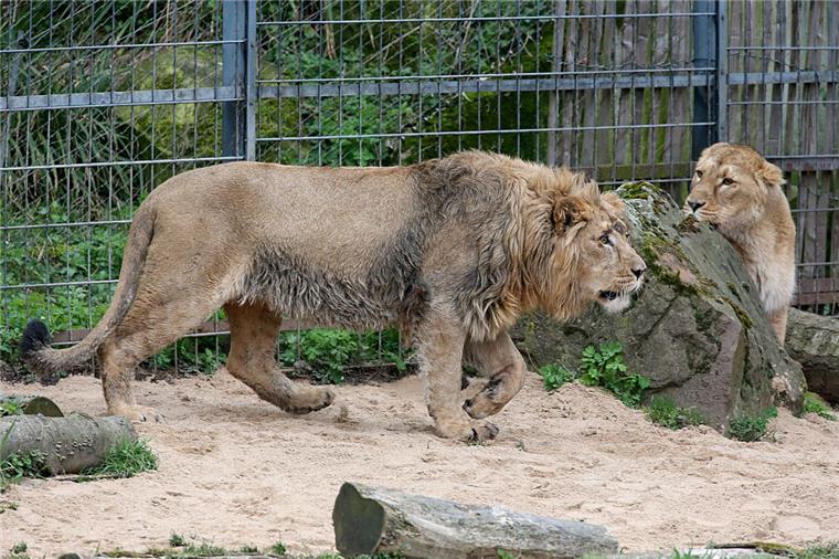 Mollig warm: Der Kölner Zoo hat seinen Löwen eine Fußbodenheizung spendiert. 