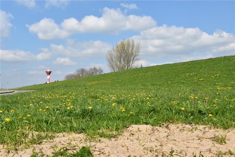 Naturfreundin ärgert sich über gemähte Wiesen am Deich in Sandstedt Momentan noch voller Blumen - doch die Wiesen auf dem Deich bei Sandstedt wird regelmäßig gemäht.