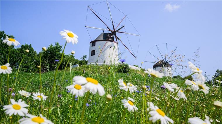 Viele historische Mühlen am Pfingstmontag geöffnet Mühlen stehen im Internationalen Mühlenmuseum Gifhorn.