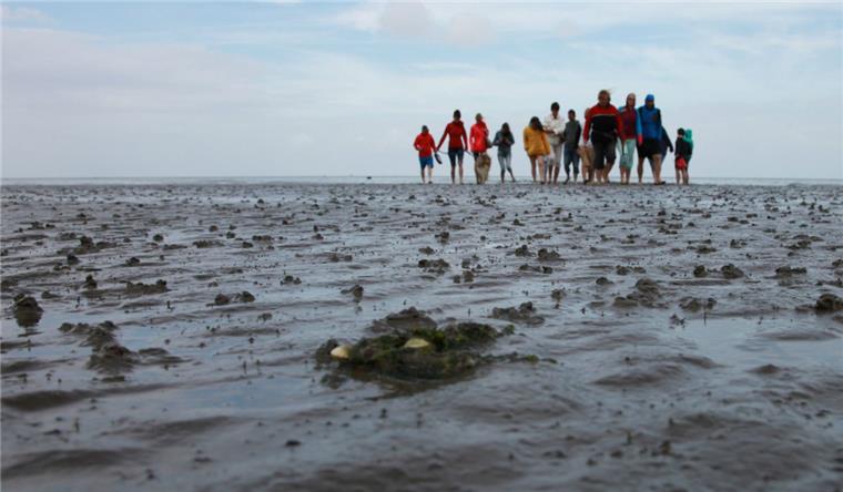 Watt’n Fest am Wurster Wattenmeer Muscheln, Wattwürmer und noch viel mehr gibt es bei einer Wattwanderung an der Wurster Küste zu entdecken. Während der „Festwoche“ vom 17. bis 31. Juli bietet das Wurster Nationalpark-Haus einige ganz besondere Touren über den Meeresboden an.