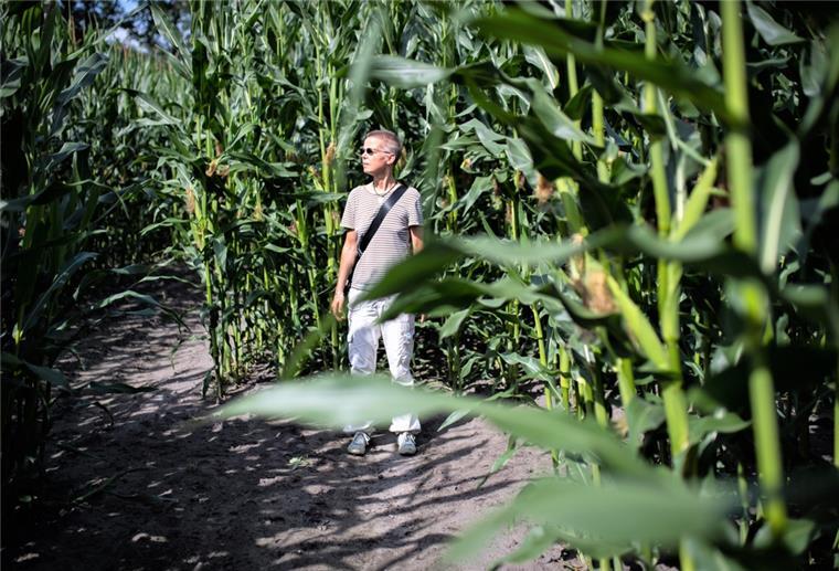 Das kann man im Maislabyrinth erleben Mutterseelenallein im Maisacker: NZ-Reporterin Inga Hansen sucht den richtigen Weg durch das grüne Dickicht. Foto: HartmannArnd Hartmann