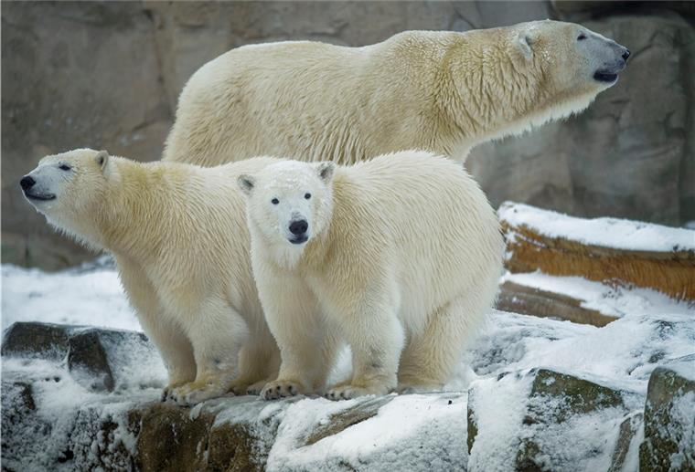 Bremerhaven: Eisbären haben Spaß im Schnee Eisbären im Zoo am Meer in Bremerhaven.