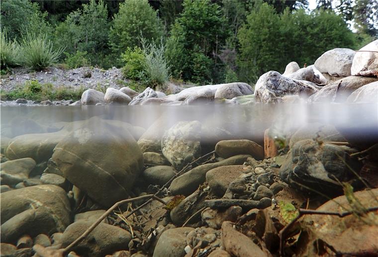 „Biologie in Gewässern gestört“ Nach Ansicht eines Experten droht das gesamte Gewässersystem im Kreis Cuxhaven umzukippen, sollten ihm noch größere Nährstofffrachten zugemutet werden.