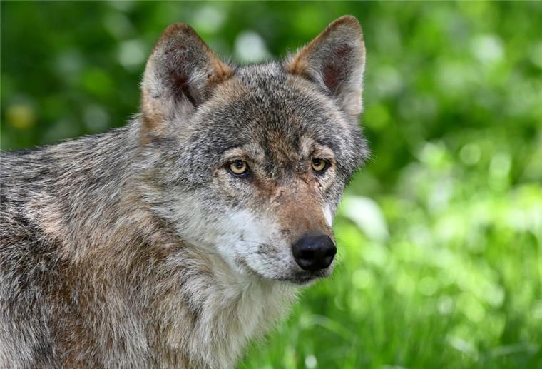 Niedersachsen: Umweltminister will Dialog zum Umgang mit Wölfen Ein Wolf läuft durch sein Gehege im Wildpark Eekholt.