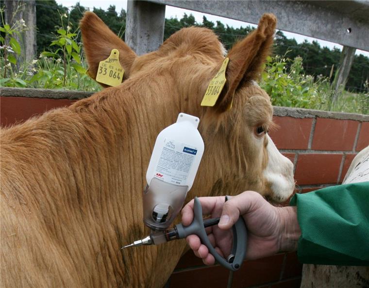 Ständig auf der Hut: Veterinäre im Kampf gegen Tierseuchen Nach dem Ausbruch der Blauzungenkrankheit in Baden-Württemberg rät Niedersachsens Landwirtschaftsministerium Tierhaltern, Wiederkäuer gegen die Seuche zu impfen – so, wie auf diesem Archivbild aus der Region Hannover zu sehen.