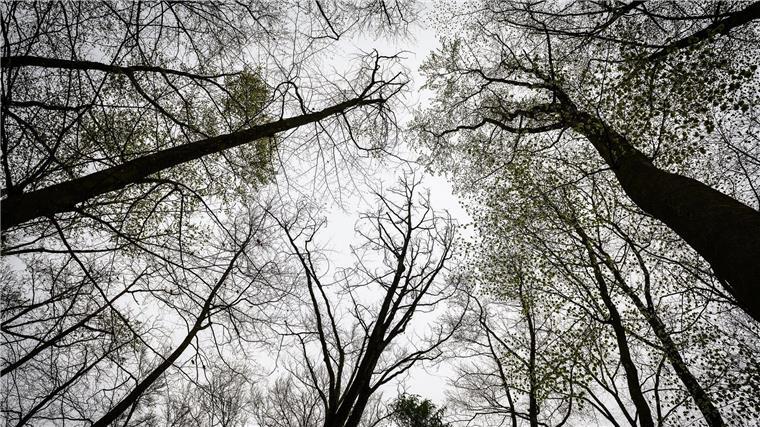 Nach dem Fund einer Leiche im Wald macht die Verdächtige keine Angaben. (Symbolbild)