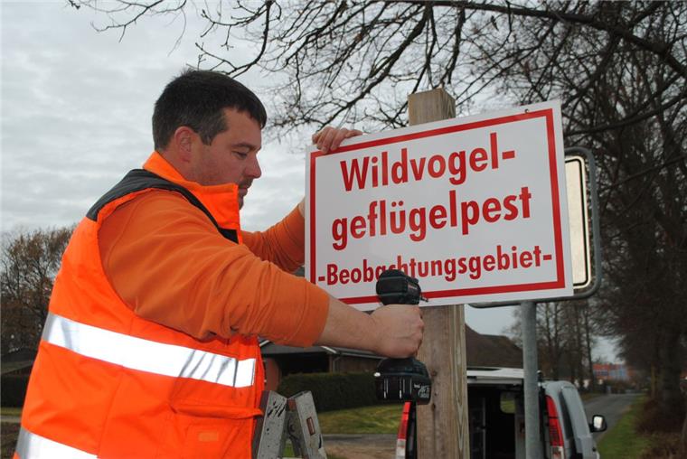 Geflügelpest: Kreis Cuxhaven richtet Sperrbezirk ein Nach dem Fund eines infizierten Wildvogels in Bremerhaven hat der Kreis Sperr- und Beobachtungsgebiete eingerichtet. Die Gemeinden haben gestern an den Straßen Informationsschilder angebracht. Hendrik Twarloh vom Bauhof der Gemeinde Hagen (Foto) war hier in der Ortschaft Wittstedt im Einsatz.