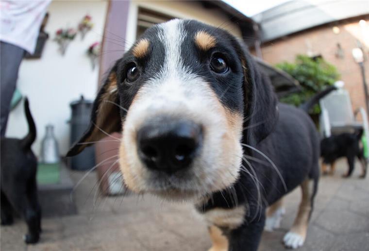 Tasso-Ranking zeigt: Das sind die beliebtesten Hundenamen 2023 Nach dem Tasso-Ranking 2023 sind die Hundehalter bei der Namensgebung ihrer Hunde eher konservativ.