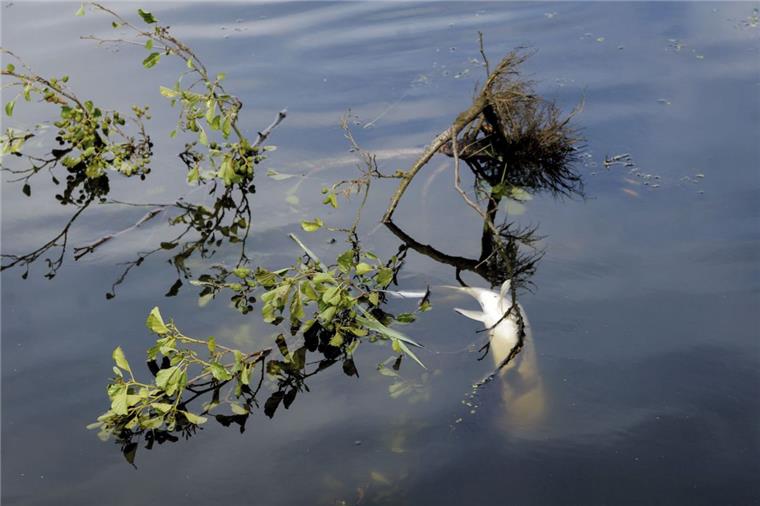 Fische sterben nach Regenschauern in Bremerhaven Nach den beiden Gewittergüssen am vergangenen Wochenende ist der Sauerstoffgehalt in vielen Gewässern in Bremerhaven stark gesunken. Folge: Fische sterben. Unser Foto entstand am Aue-See in Speckenbüttel.