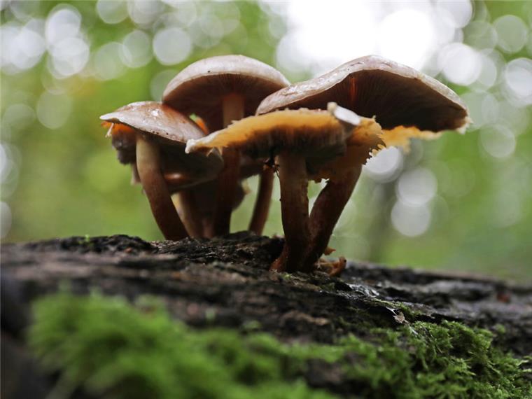 Pilzsaison: Alarm wegen Vergiftungen im Norden Nach den Regenfällen der vergangenen Tage sprießen die Pilze.