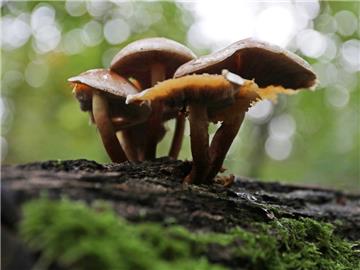 Nach den Regenfällen der vergangenen Tage sprießen die Pilze. 