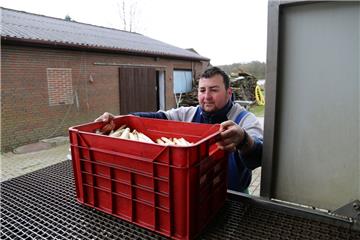 Nach der Ankunft am Spargelhof wird der Spargel von Mitarbeiter Marius Filipoi vorgewaschen, gewogen und runtergekühlt.