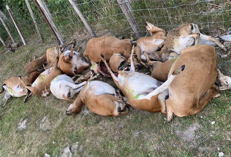 Bisse in der Kehle - Mehrere tote Kamerunschafe in Hagen gefunden Nach der Beprobung durch die Vertreter der Landwirtschaftskammer liegen die verendeten Schafe zur Abholung durch den Abdecker bereit.