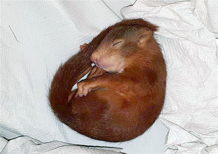 Karlsruhe: Eichhörnchen verfolgt Mann - der ruft die Polizei Nach der Jagd auf einen Mann in Karlsruhe schlief das Eichhörnchen bei der Polizei.
