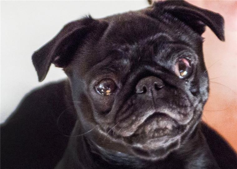 Nach der Pfändung und dem Verkauf von Mops-Dame Edda via Ebay nimmt die Kritik am Vorgehen der westfälischen Stadt Ahlen zu. "Das Tier, seine Bedürfnisse und sein Wohlergehen wurden hier vollkommen außen vor gelassen», sagt Lea Schmitz vom Deutschen Tierschutzbund.