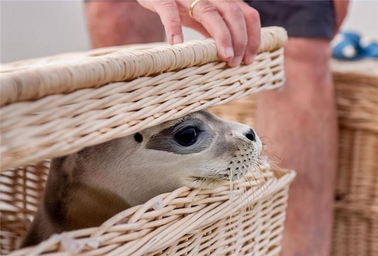 Seehundgeschichte mit Happy End: Hubi, Steve und Scotty robben in die Freiheit Der Seehund «Scotty» schaut kurz vor der Auswilderung aus einem Korb am Ostende der Insel Juist.