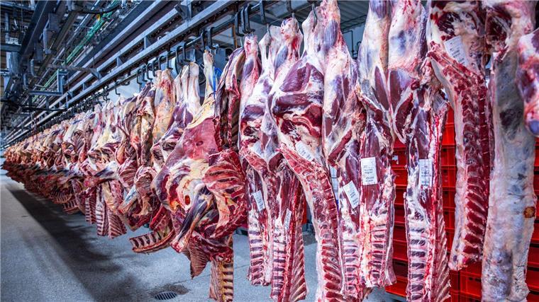 Zahl der Schweineschlachtungen wieder leicht gestiegen Nach Jahren rückläufiger Schlachtungen ist die Zahl der Schweineschlachtungen im vergangenen Jahr wieder leicht gestiegen. (Archivfoto)