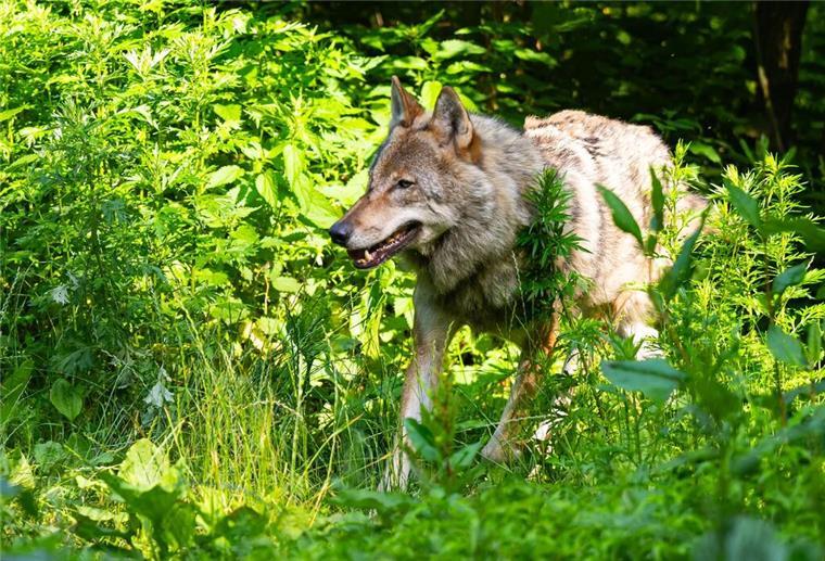 Umweltminister offen für Wolfsabschuss in Cuxhaven Ein Wolf läuft in einem niedersächsischen Wildpark Lüneburger Heide durch sein Gehege.