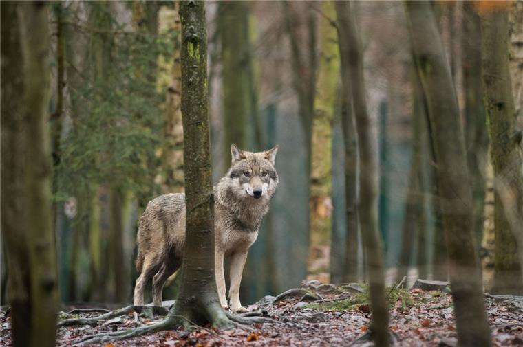 Umweltministerium verteidigt genehmigten Wolfsabschuss Nach Problemwolf "Kurti" soll in Niedersachsen jetzt ein zweiter Wolf abgeschossen werden.