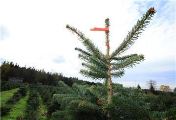 Nach wenigen Stunden abmontiert: Delmenhorst erntet Spott für Tannen-Fiasko