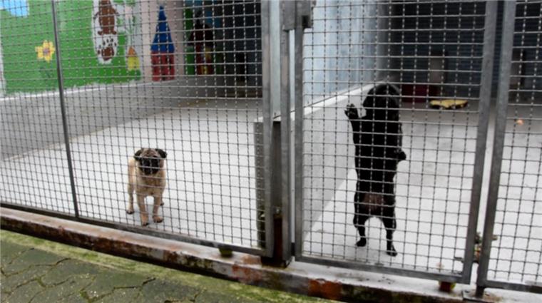 Nachdem die Polizei die zwei Möpse gerettet hatte, mussten sie im Tierheim zunächst getrennt werden: Der Rüde war nicht kastriert.