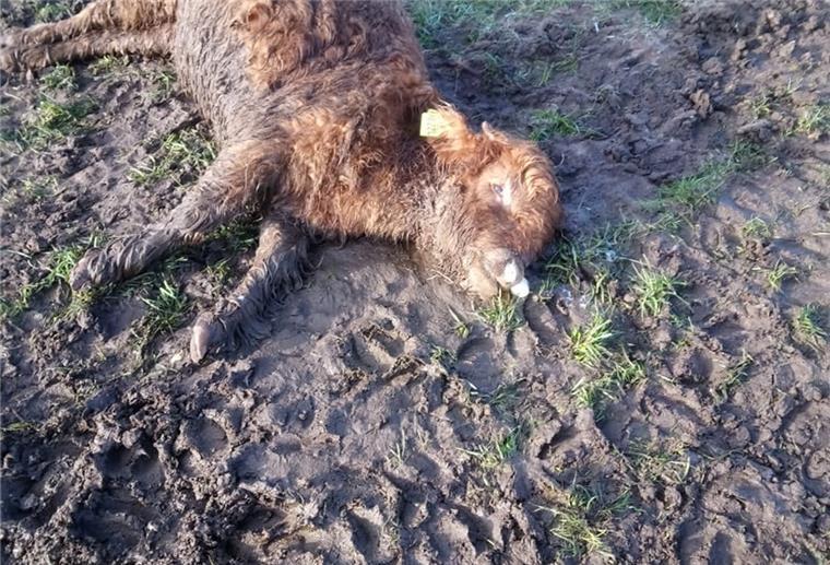 Kalb auf Weide am Stadtrand von Zeven gerissen Ein totes Kalb