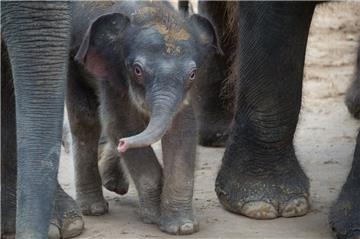 Nachwuchs bei den Elefanten im Zoo Hannover: Zwei Jungtiere wurden in den vergangenen Tagen in der Gruppe der indischen Elefanten geboren.
