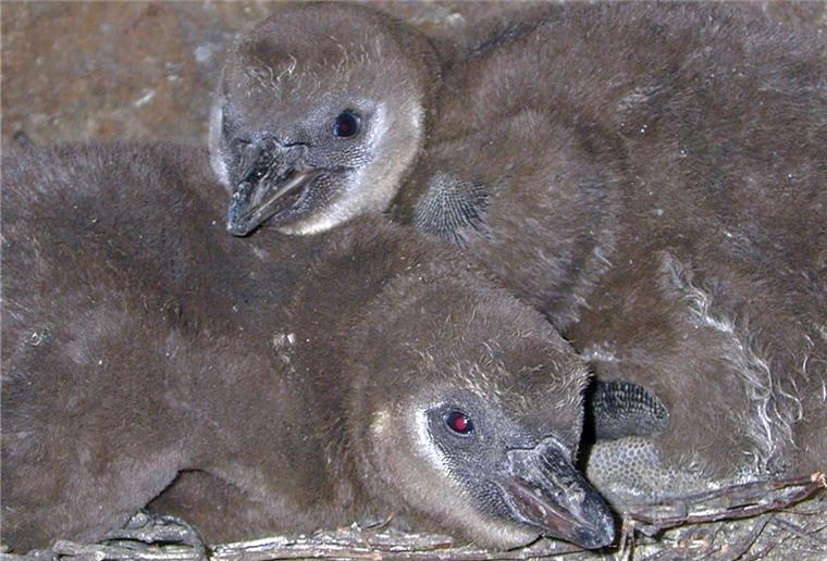 Viel Nachwuchs aber keine Besucher Nachwuchs der vom Aussterben bedrohten Humboldt-Pinguine.