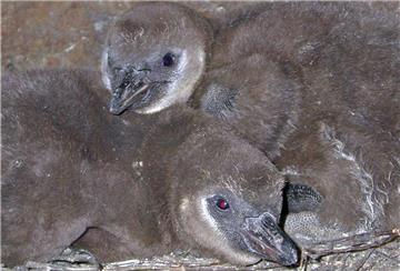 Nachwuchs der vom Aussterben bedrohten Humboldt-Pinguine.