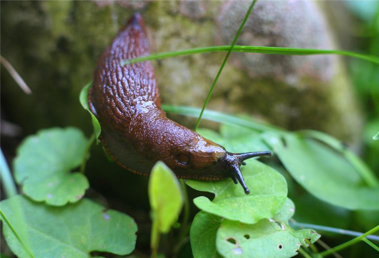 So werden Hobbygärtner lästige Schnecken los Nacktschnecke auf einer Pflanze