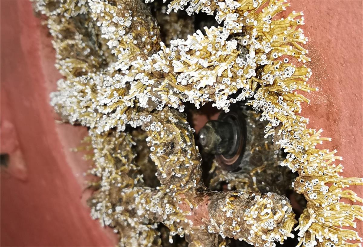 Eklige Würmer breiten sich im Bremerhavener Hafen aus Nahaufnahme vom Bugstrahlruder der „Möwe“: Tausende Kalkröhren haben ein bizarres Geflecht geformt. Der Wurm wurde erstmals in Bremerhaven entdeckt.