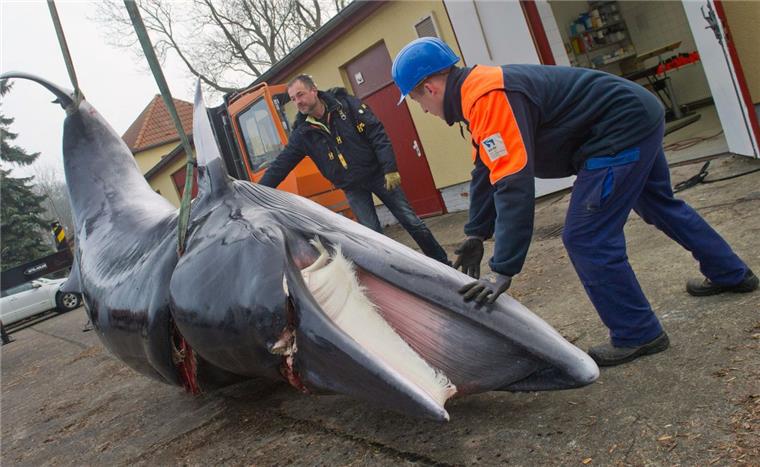 Zwergwal von Schiffsschraube aufgeschlitzt Nahe der meistbefahrenen Schifffahrtsstraße der Ostsee wird ein toter Zwergwal entdeckt. Offenbar wurde ihm eines der Schiffe dort zum Verhängnis.
