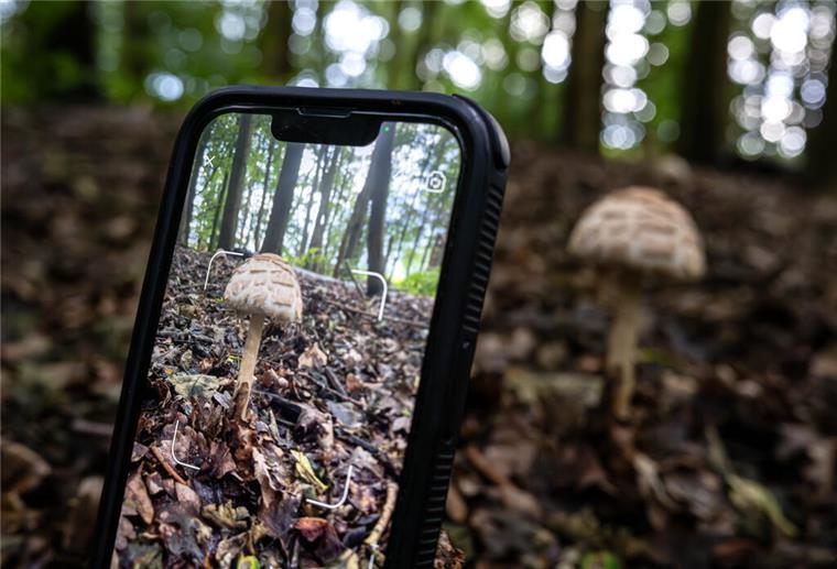 Mit einer Pflanzenbestimmungs-App wird ein Foto von einem Pilz gemacht.