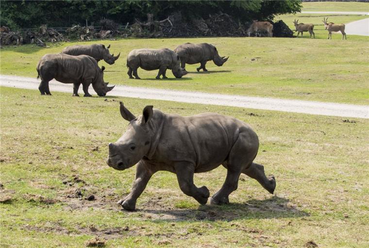 Nashorn-Baby erkundet den Serengeti-Park in Hodenhagen Nashorn Tayo spaziert über das Freigelände im Serengeti-Park.