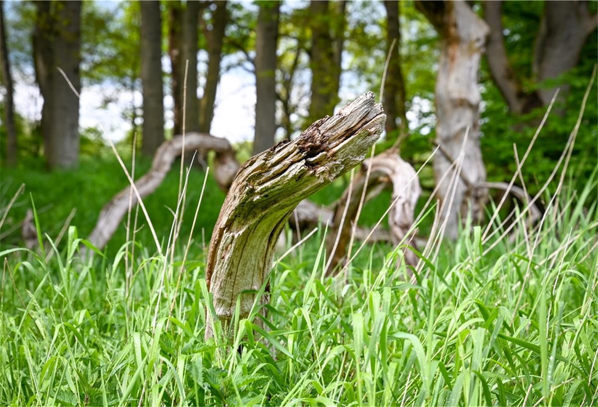 Natur pur gibt es in der Grove zu sehen.