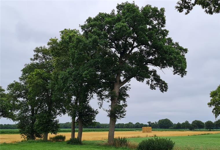 Durch Wald und Wiese zur Burg am See Eichen Alfstedt