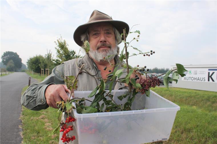 Experte warnt: Diese Beeren im Cuxland sind für Kinder giftig Naturexperte Hermann Kück warnt vor dem Verzehr giftiger Beeren, unter anderem den Früchten der Amerikanischen Traubenkirsche.